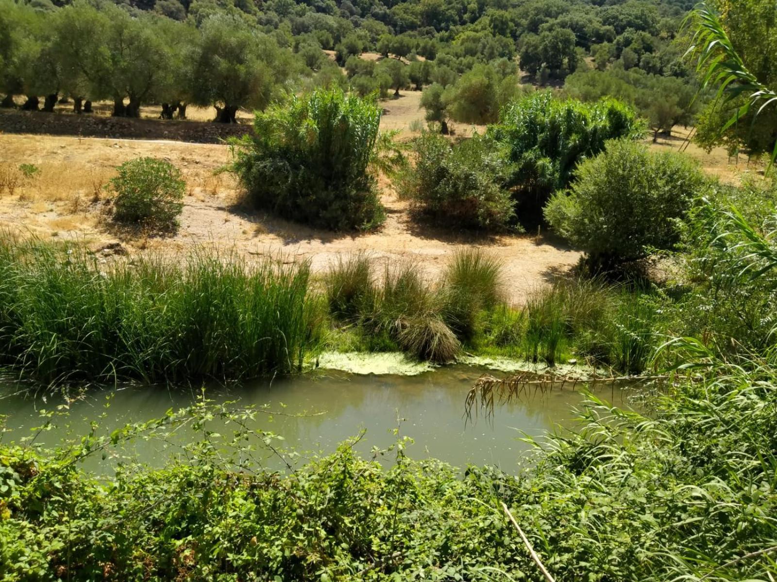 Molino Del Caracol Villa Benaoján Екстериор снимка